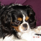 Photo de Cavalier king charles spaniel