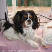 Photo de Cavalier king charles spaniel