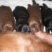 Photo de Labrador retriever