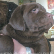 Photo de Labrador retriever