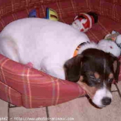 Photo de Jack russell terrier