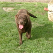 Photo de Labrador retriever