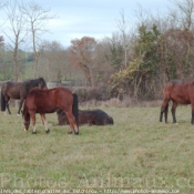 Photo de Races diffrentes