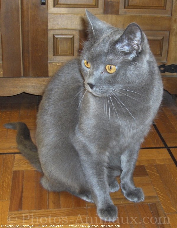 Photo de Chartreux