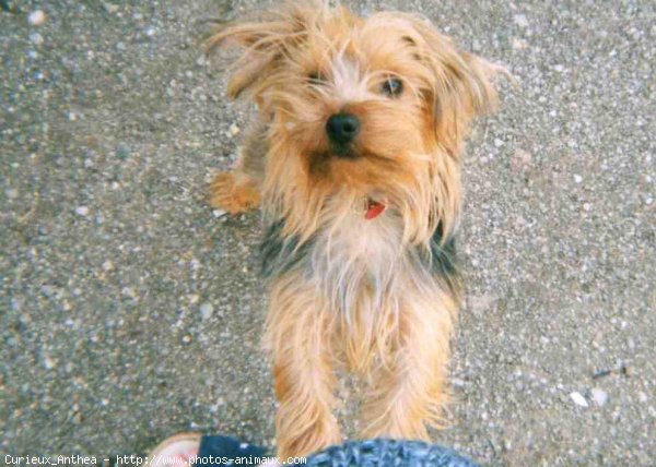 Photo de Yorkshire terrier