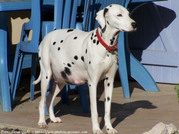 Photo de Dalmatien