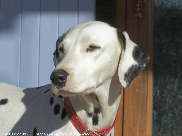 Photo de Dalmatien