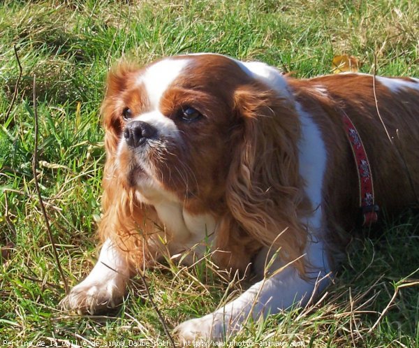 Photo de Cavalier king charles spaniel