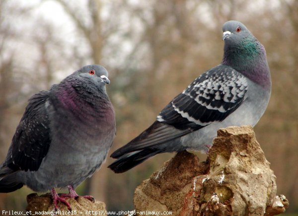 Photo de Pigeon