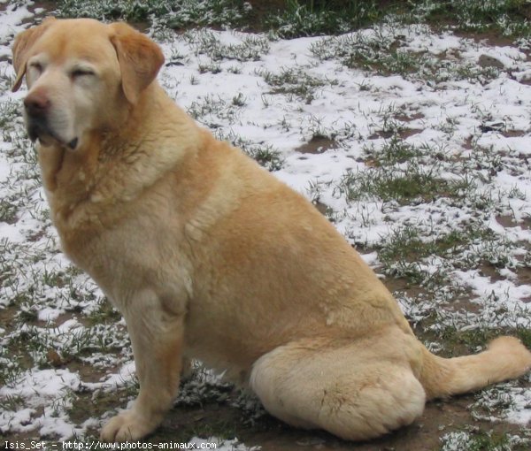 Photo de Labrador retriever