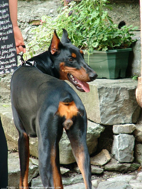 Photo de Dobermann