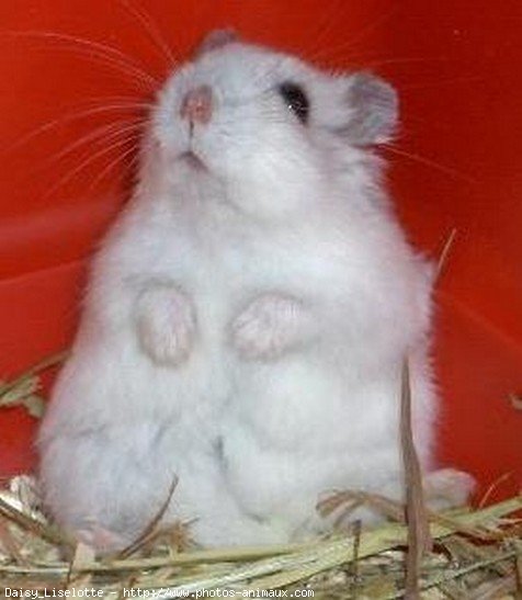 Photo de Hamster