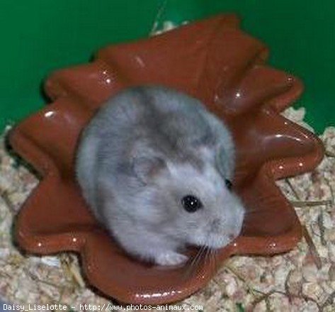 Photo de Hamster