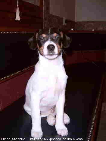 Photo de Jack russell terrier