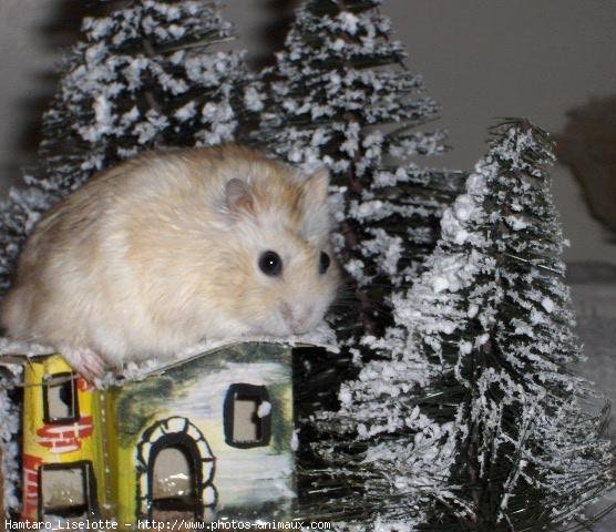 Photo de Hamster