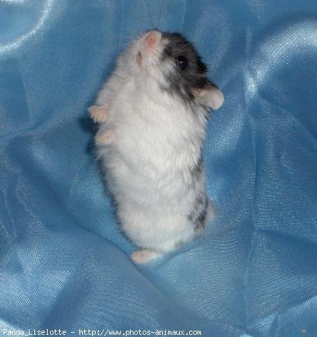 Photo de Hamster