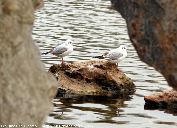 Photo de Mouette