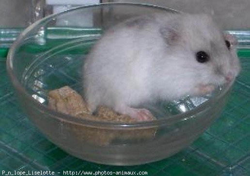 Photo de Hamster