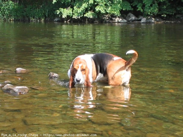 Photo de Basset hound