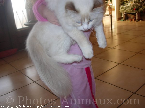 Photo de Ragdoll