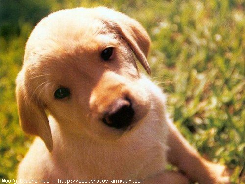 Photo de Labrador retriever