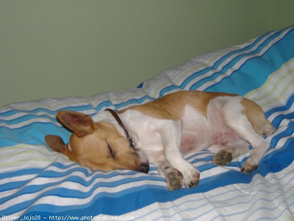 Photo de Jack russell terrier