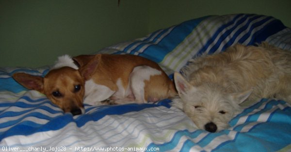 Photo de Jack russell terrier