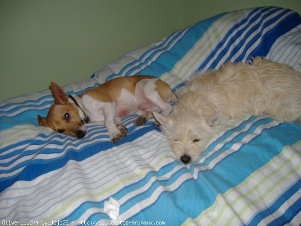 Photo de Jack russell terrier