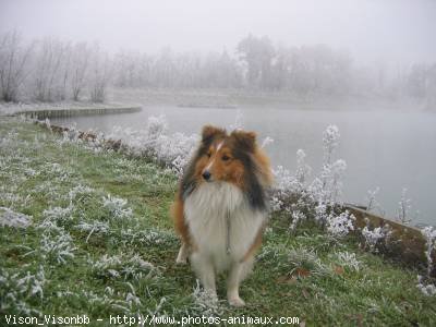 Photo de Chien de berger des shetland