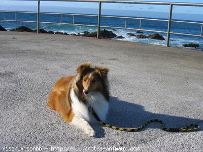 Photo de Chien de berger des shetland