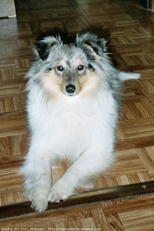 Photo de Chien de berger des shetland