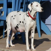 Photo de Dalmatien