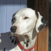 Photo de Dalmatien