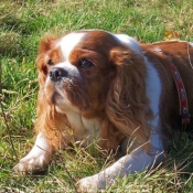 Photo de Cavalier king charles spaniel