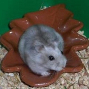 Photo de Hamster