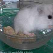 Photo de Hamster