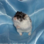 Photo de Hamster