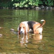 Photo de Basset hound