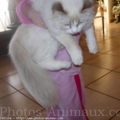 Photo de Ragdoll