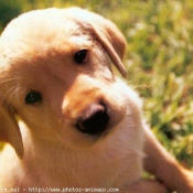 Photo de Labrador retriever