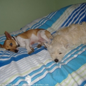 Photo de Jack russell terrier