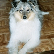 Photo de Chien de berger des shetland