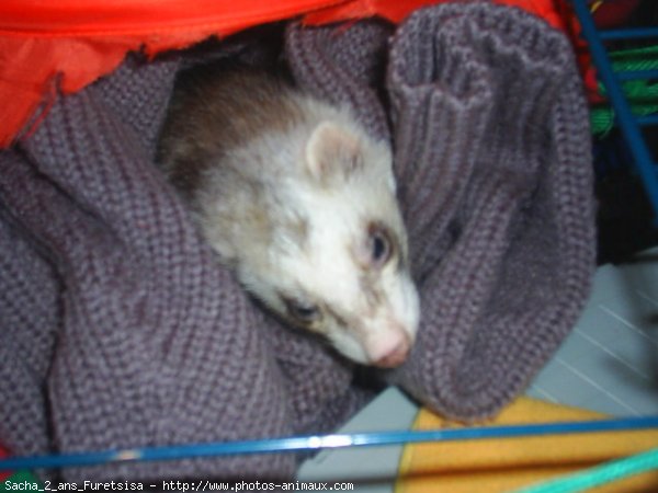 Photo de Furet