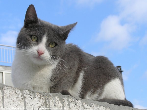 Photo de Chat domestique