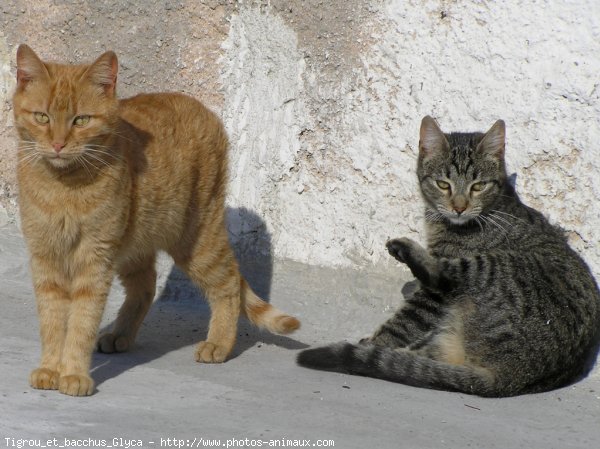 Photo de Chat domestique