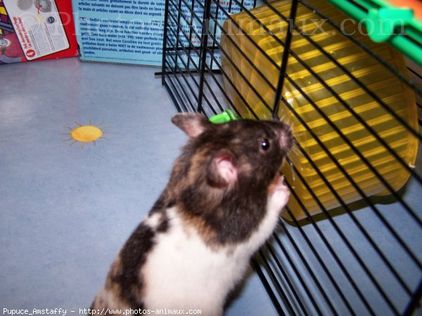 Photo de Hamster