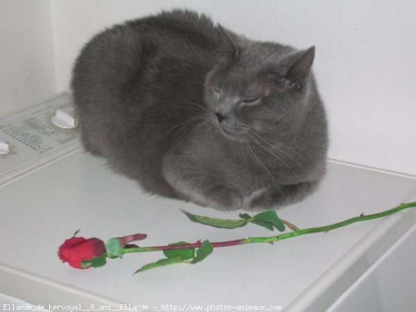 Photo de Chartreux