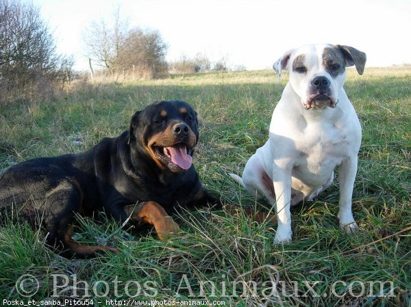 Photo de Races diffrentes