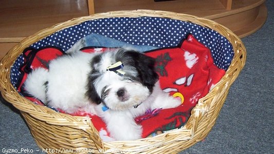 Photo de Shih tzu