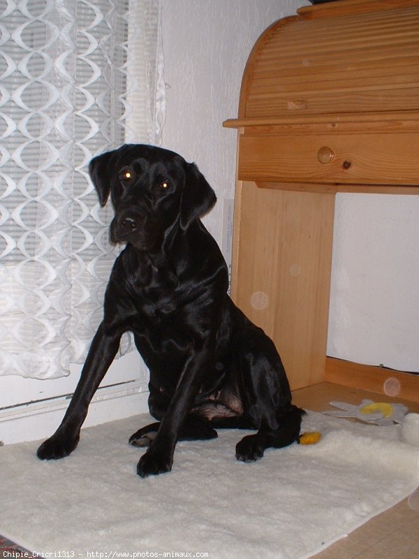 Photo de Labrador retriever